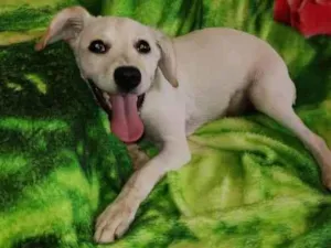 Cachorro raça SRD idade 2 a 6 meses nome Nutella 