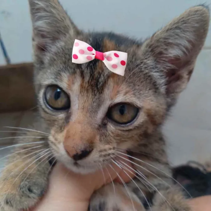 Gato ra a Mestiça  idade Abaixo de 2 meses nome Nina 