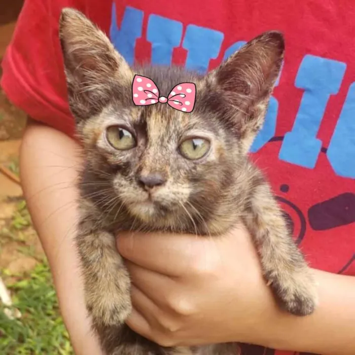 Gato ra a Mestiça  idade Abaixo de 2 meses nome Kika 