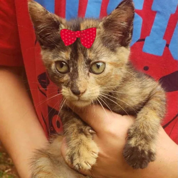 Gato ra a Mestiça  idade Abaixo de 2 meses nome Tina 