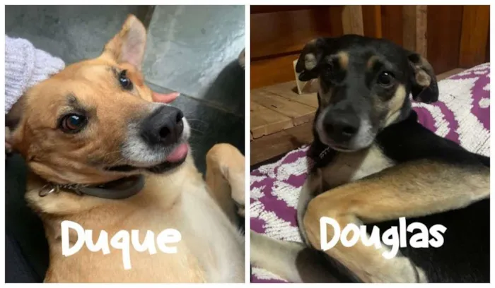 Cachorro ra a SRD-ViraLata idade 6 ou mais anos nome Duque e Douglas