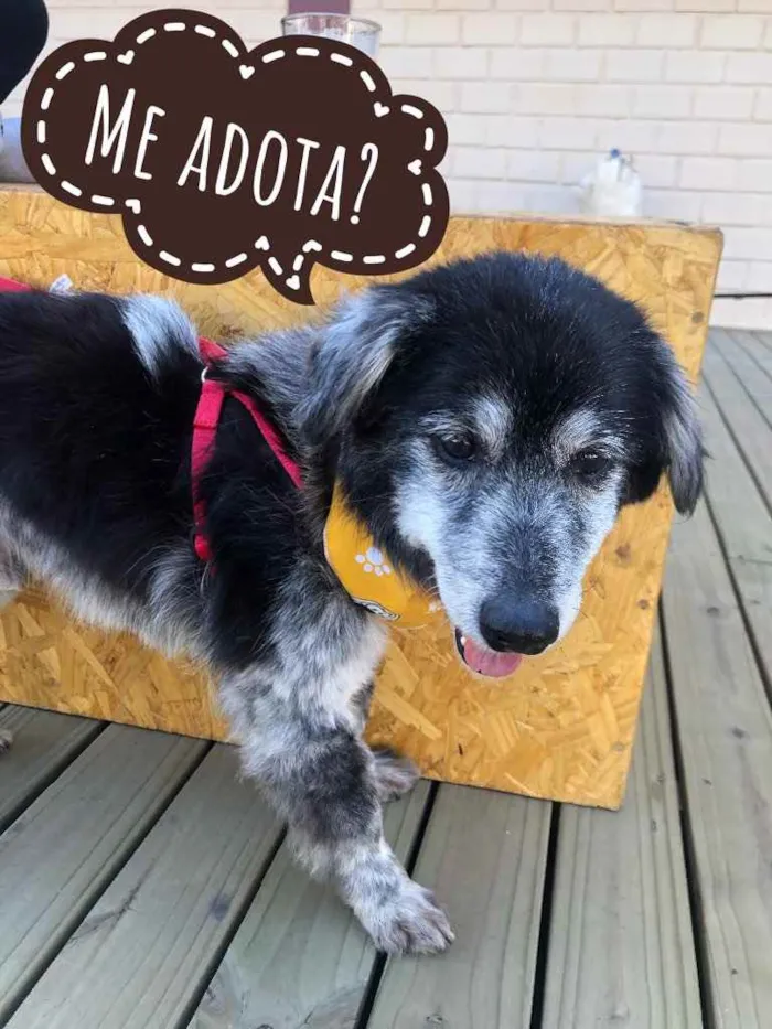 Cachorro ra a SRD idade 6 ou mais anos nome Não tem 
