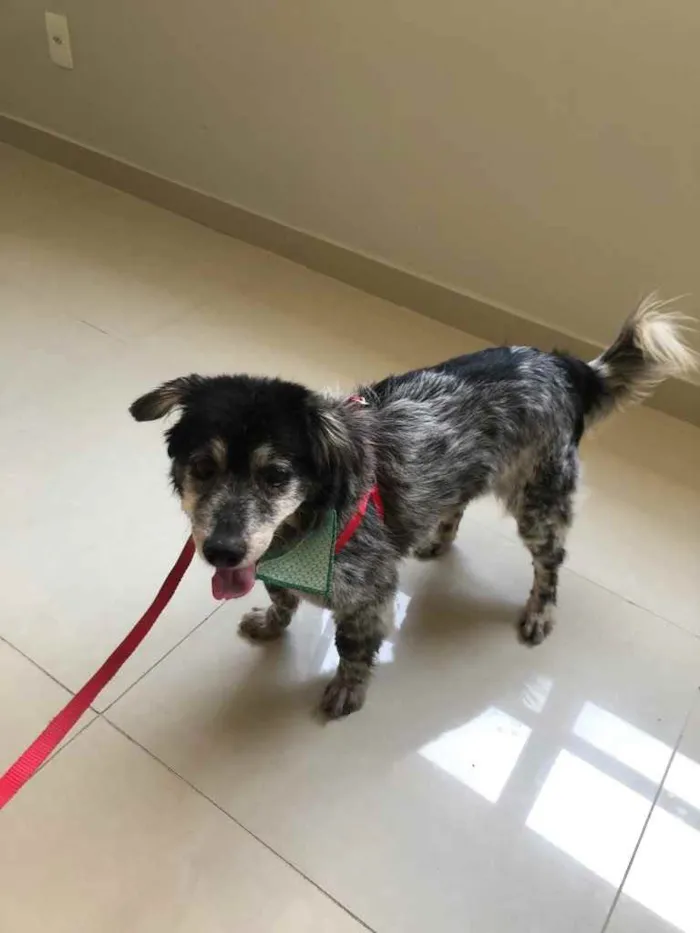 Cachorro ra a SRD idade 6 ou mais anos nome Não tem 
