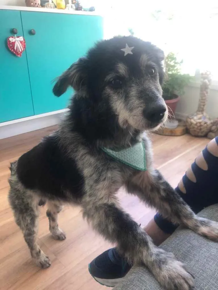 Cachorro ra a SRD idade 6 ou mais anos nome Não tem 
