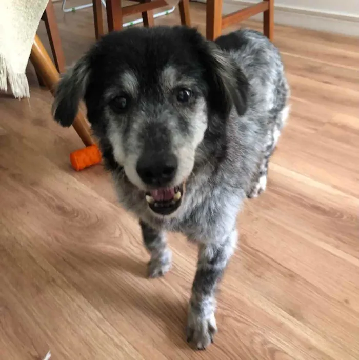 Cachorro ra a SRD idade 6 ou mais anos nome Não tem 