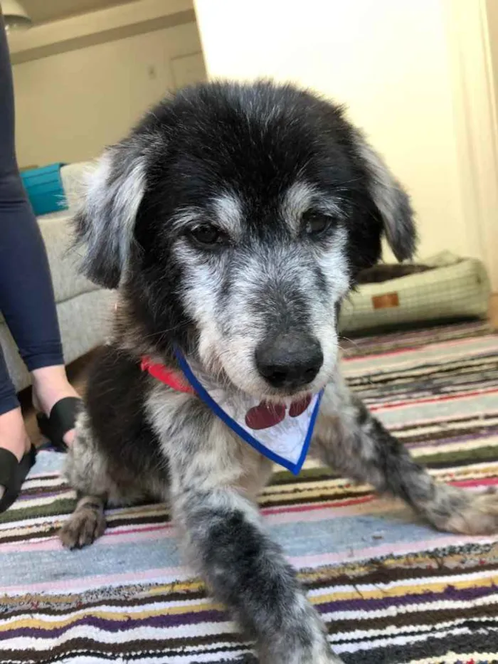 Cachorro ra a SRD idade 6 ou mais anos nome Não tem 