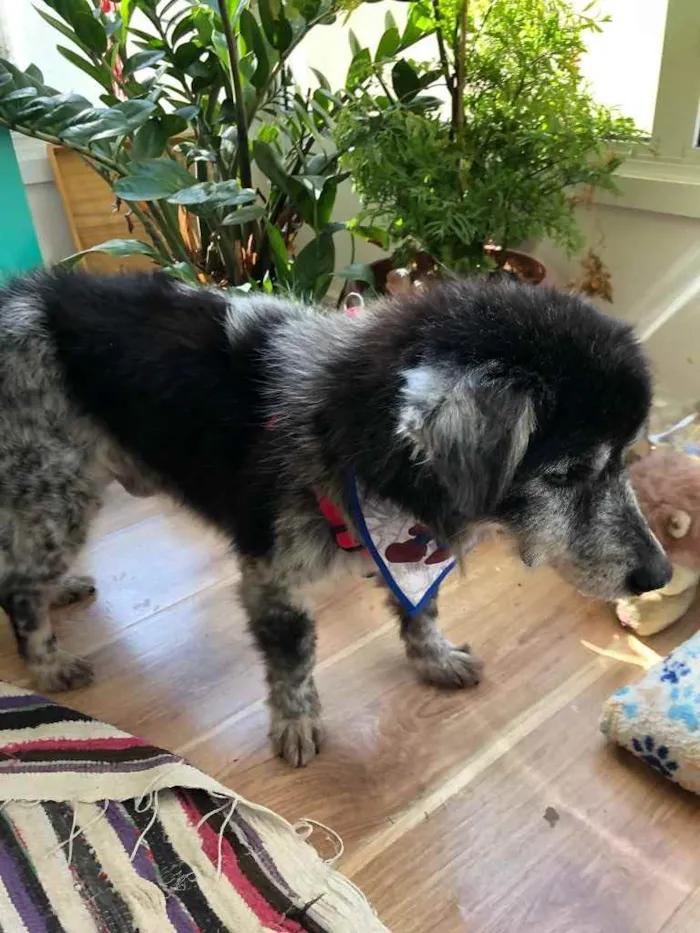 Cachorro ra a SRD idade 6 ou mais anos nome Não tem 