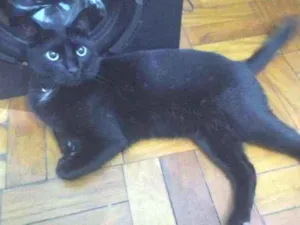 Gato raça Indefinido idade 2 anos nome Salem