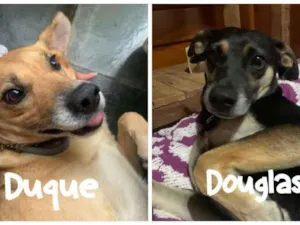 Cachorro raça SRD-ViraLata idade 6 ou mais anos nome Duque e Douglas