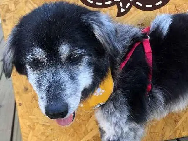 Cachorro ra a SRD idade 6 ou mais anos nome Não tem 