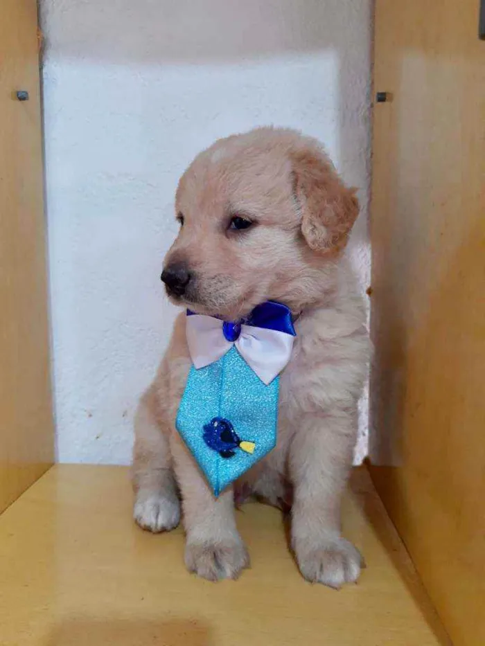 Cachorro raça SRD  idade Abaixo de 2 meses nome Bartô 