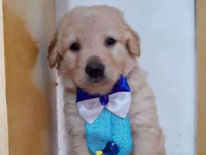 Cachorro raça SRD  idade Abaixo de 2 meses nome Bartô 