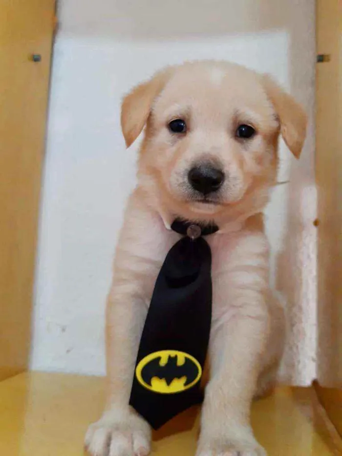 Cachorro raça SRD  idade Abaixo de 2 meses nome George 