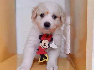 Cachorro raça SRD  idade Abaixo de 2 meses nome Mel 