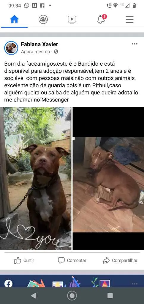 Cachorro ra a Pitbull idade 2 anos nome Bandido
