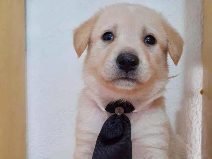 Cachorro raça SRD  idade Abaixo de 2 meses nome George 