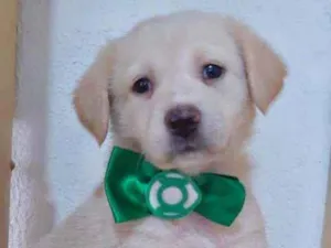 Cachorro raça SRD  idade Abaixo de 2 meses nome Nick