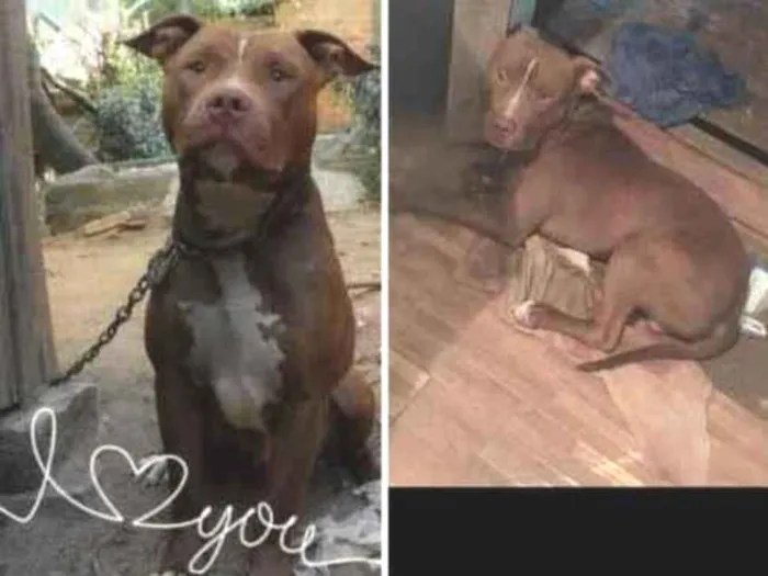 Cachorro ra a Pitbull idade 2 anos nome Bandido