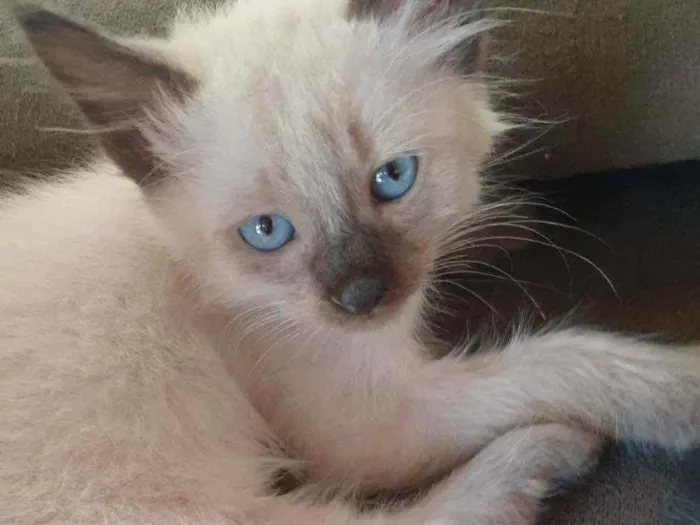 Gato ra a Siamês não puro idade Abaixo de 2 meses nome Angela e Jerry 