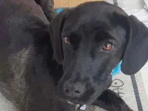 Cachorro raça Viralata  idade 7 a 11 meses nome Não tem 