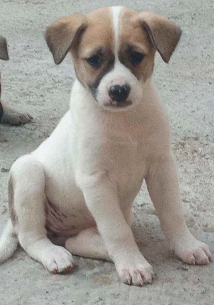 Cachorro ra a Pastor alemão com chow chow idade Abaixo de 2 meses nome Ainda não tem nome