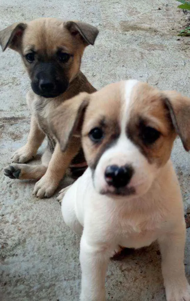 Cachorro ra a Pastor alemão com chow chow idade Abaixo de 2 meses nome Ainda não tem nome