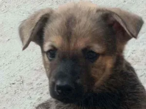 Cachorro raça Pastor alemão com chow chow idade Abaixo de 2 meses nome Ainda não tem nome