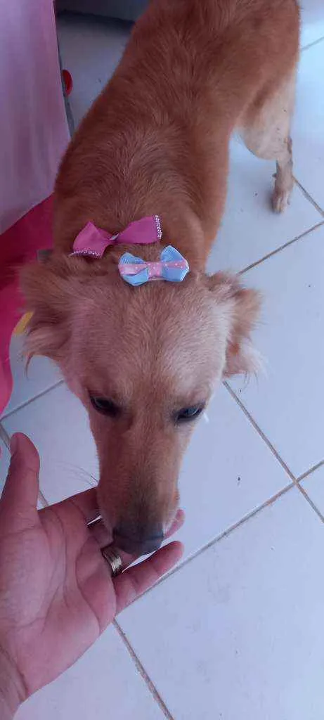 Cachorro ra a Vira lata com poodle  idade 4 anos nome Melissa 