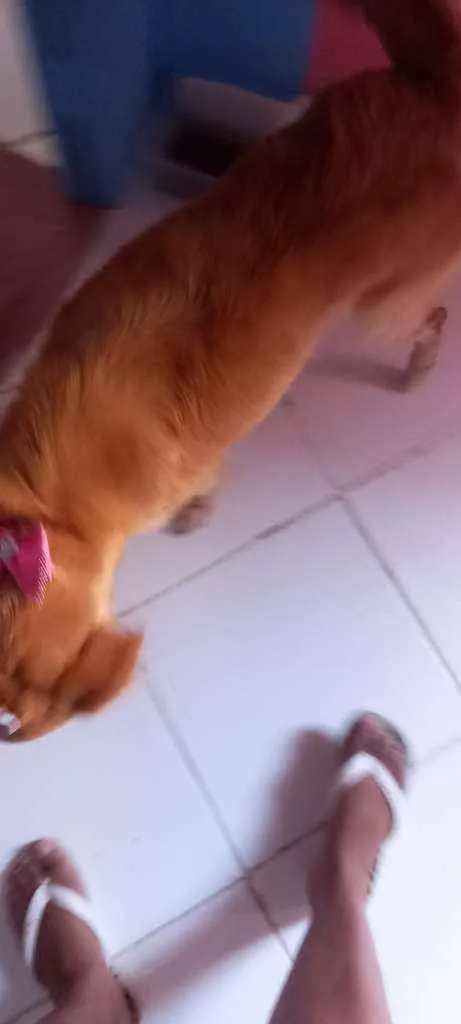 Cachorro ra a Vira lata com poodle  idade 4 anos nome Melissa 