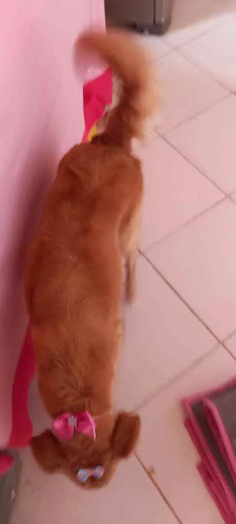 Cachorro ra a Vira lata com poodle  idade 4 anos nome Melissa 