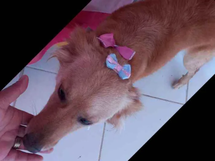 Cachorro ra a Vira lata com poodle  idade 4 anos nome Melissa 