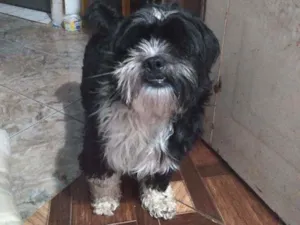 Cachorro raça CHITUZ idade 2 anos nome Lipe