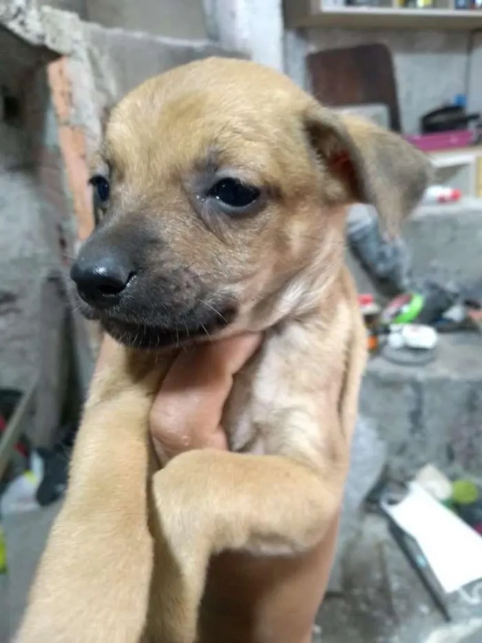 Cachorro ra a Não definida idade Abaixo de 2 meses nome Não tem