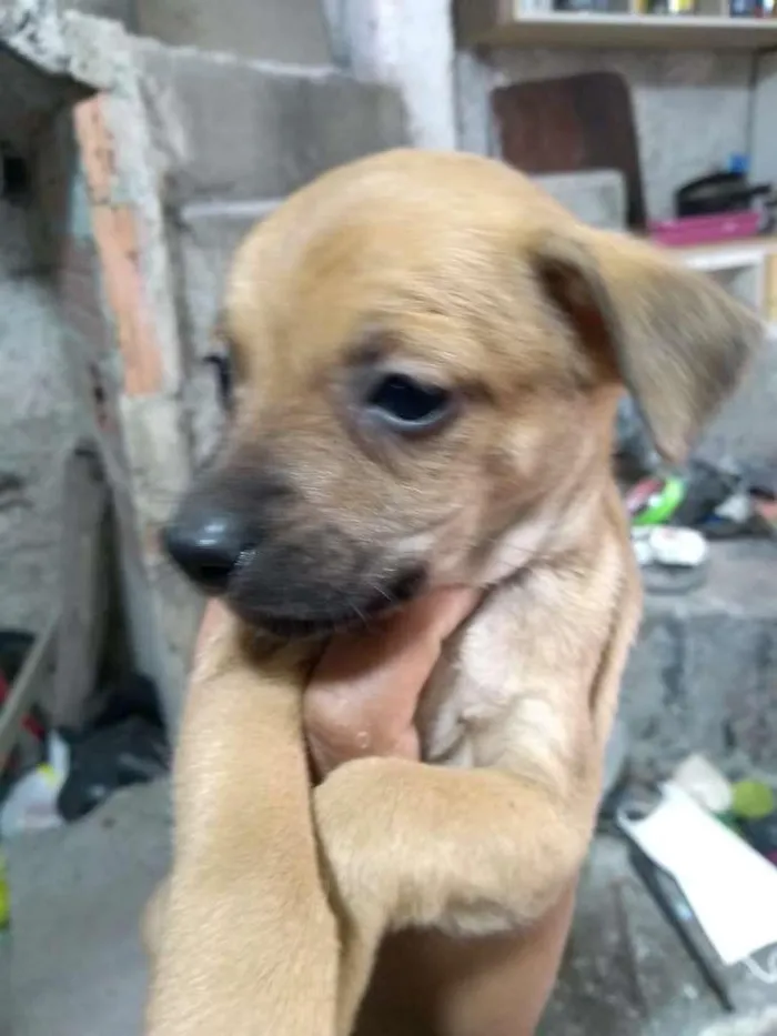 Cachorro ra a Não definida idade Abaixo de 2 meses nome Não tem