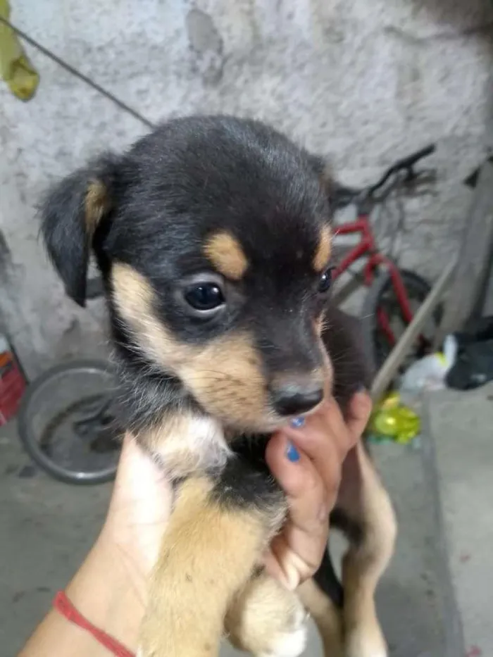 Cachorro ra a Não definida idade Abaixo de 2 meses nome Não tem