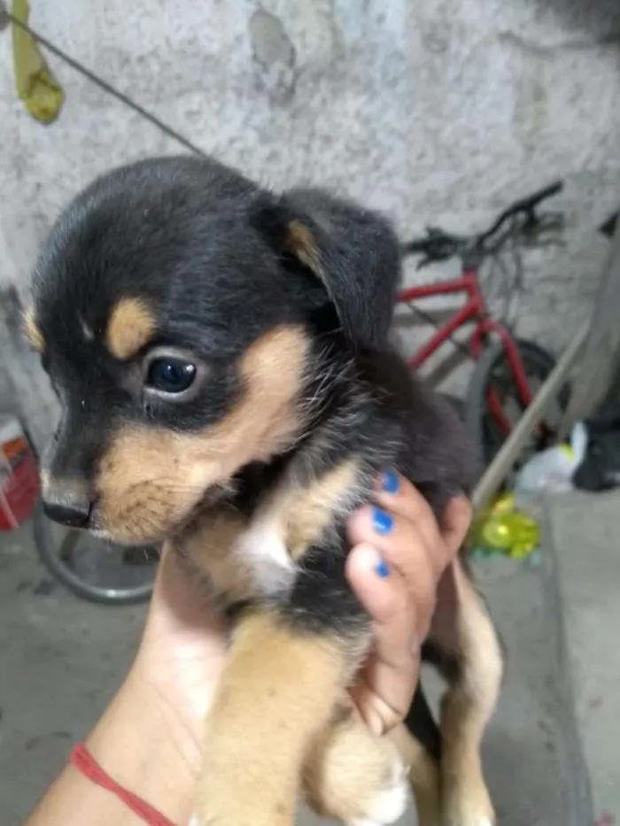 Cachorro ra a Não definida idade Abaixo de 2 meses nome Não tem