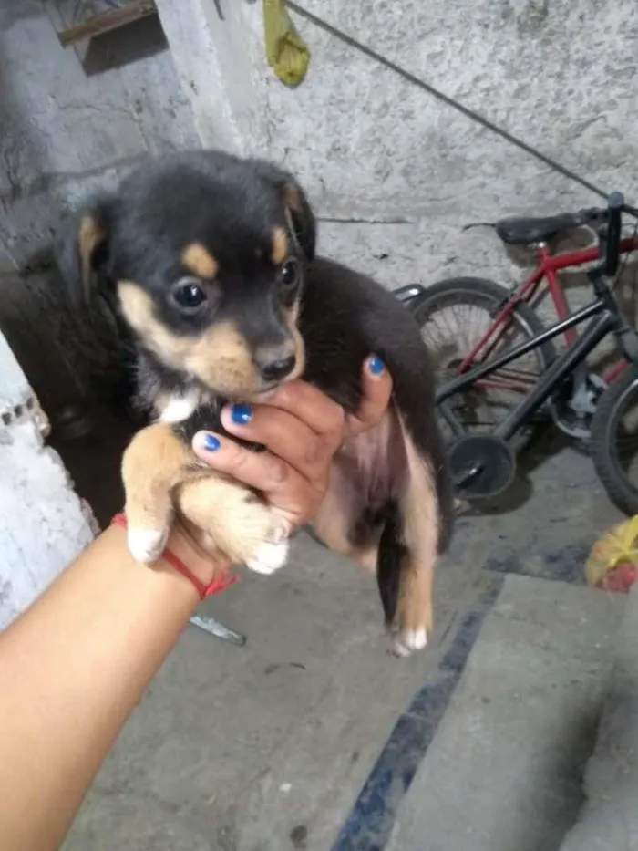 Cachorro ra a Não definida idade Abaixo de 2 meses nome Não tem