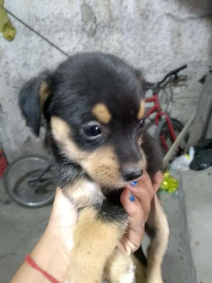 Cachorro ra a Não definida idade Abaixo de 2 meses nome Não tem