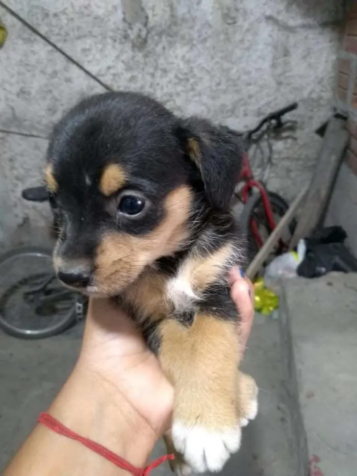 Cachorro ra a Não definida idade Abaixo de 2 meses nome Não tem