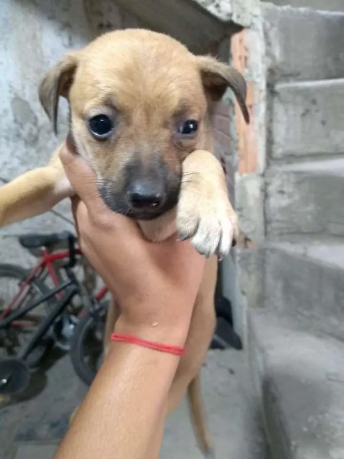 Cachorro ra a Não definida idade Abaixo de 2 meses nome Não tem