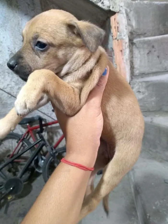 Cachorro ra a Não definida idade Abaixo de 2 meses nome Não tem