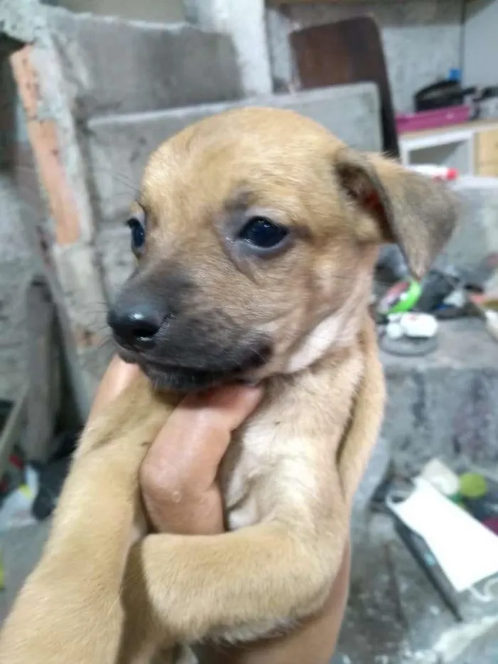 Cachorro ra a Não definida idade Abaixo de 2 meses nome Não tem