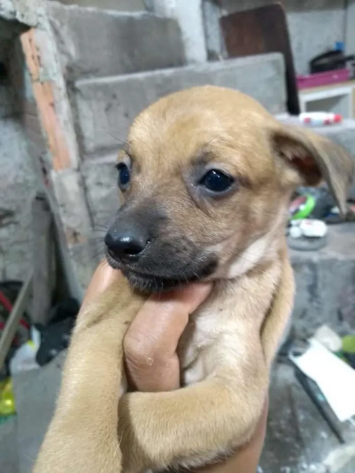 Cachorro ra a Não definida idade Abaixo de 2 meses nome Não tem