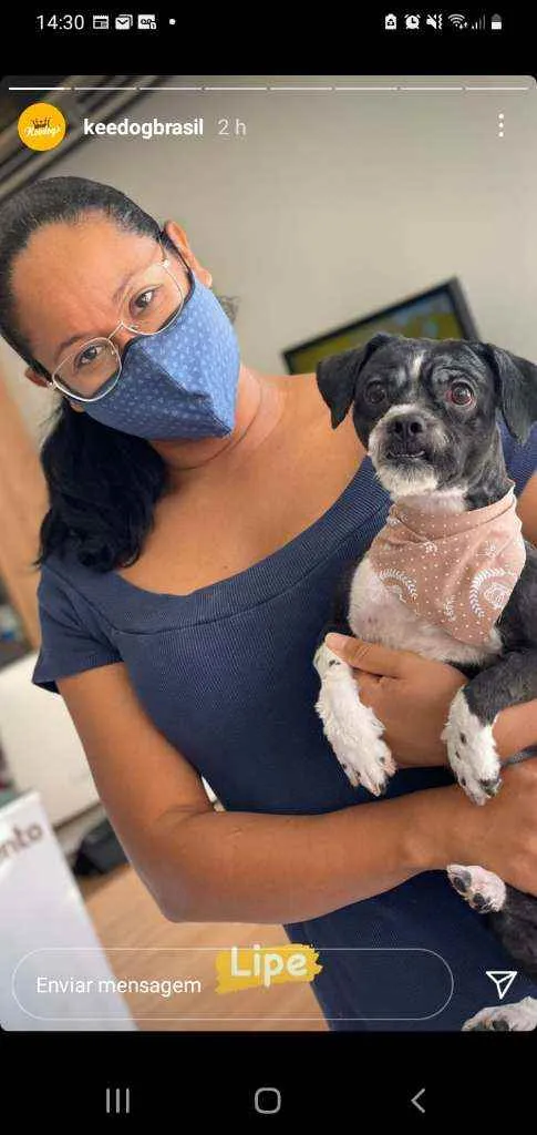 Cachorro raça CHITUZ idade 2 anos nome Lipe