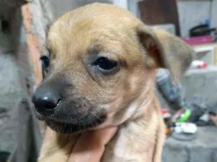 Cachorro ra a Não definida idade Abaixo de 2 meses nome Não tem