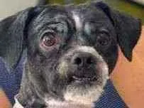 Cachorro raça CHITUZ idade 2 anos nome Lipe