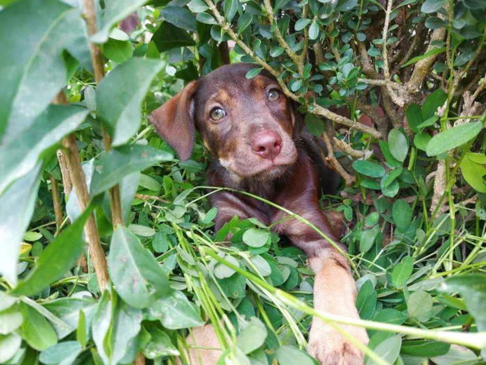 Cachorro ra a SRD idade 2 a 6 meses nome Cacau