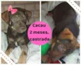 Cacau