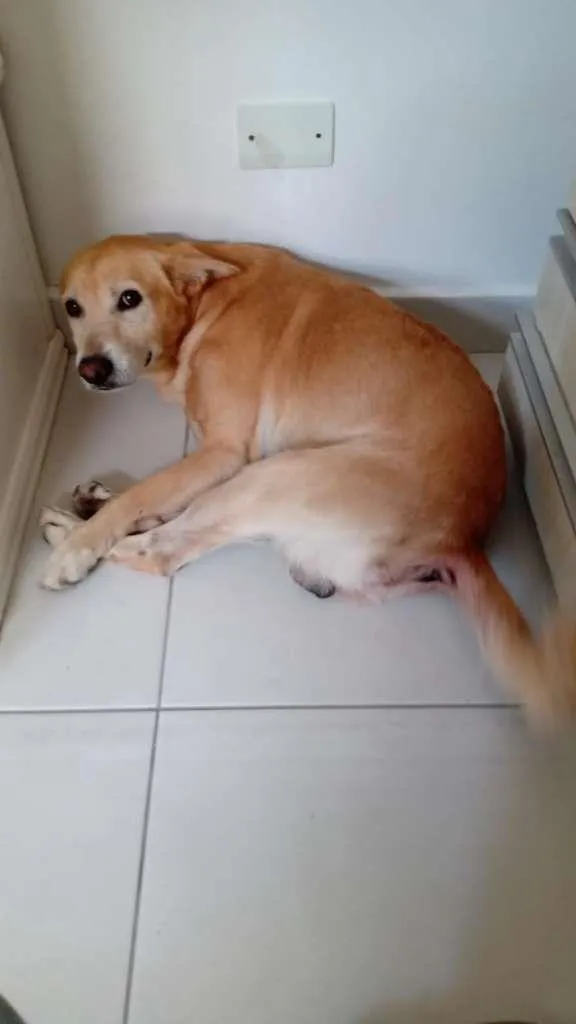 Cachorro ra a SRD-ViraLata idade 6 ou mais anos nome Roque