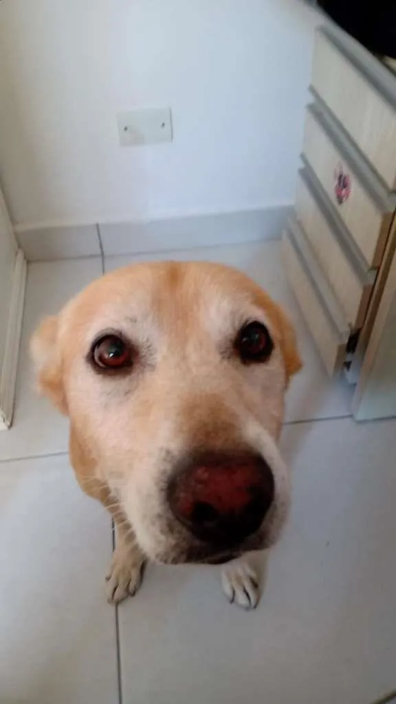 Cachorro ra a SRD-ViraLata idade 6 ou mais anos nome Roque